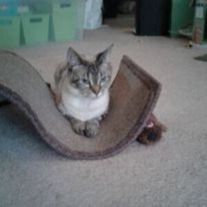 VTG Silver Plated Napkin Rings Floral Embossed Design Set of 6